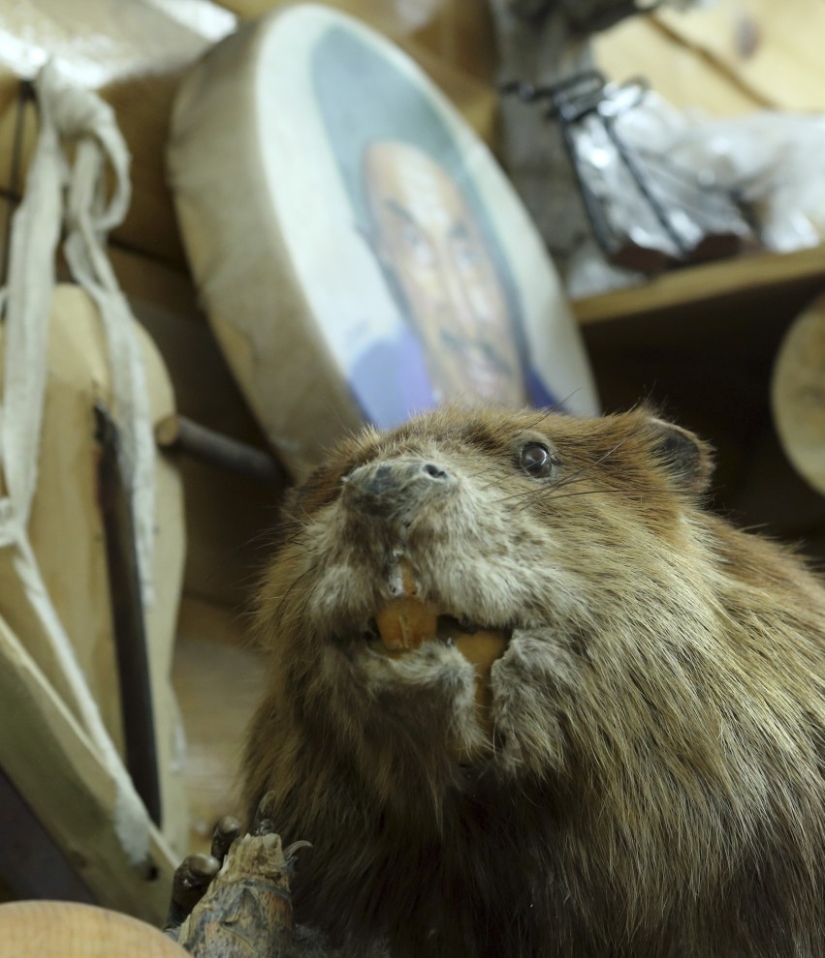 In Latvia, an unbalanced beaver treacherously attacked a passerby