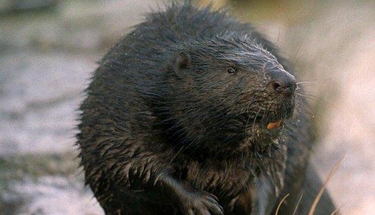In Latvia, an unbalanced beaver treacherously attacked a passerby