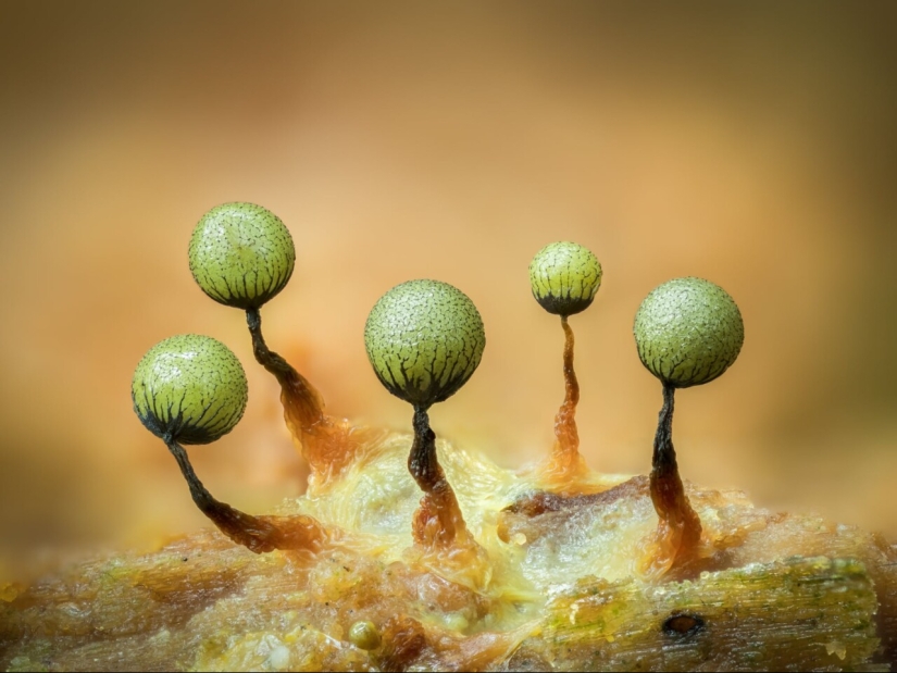 In Macro Photos, Barry Webb Captures the Fleeting, Otherworldly Characteristics of Slime Molds and Fungi