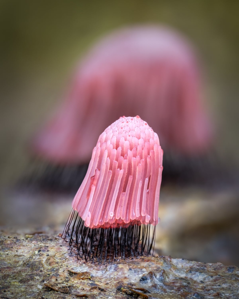 In Macro Photos, Barry Webb Captures the Fleeting, Otherworldly Characteristics of Slime Molds and Fungi