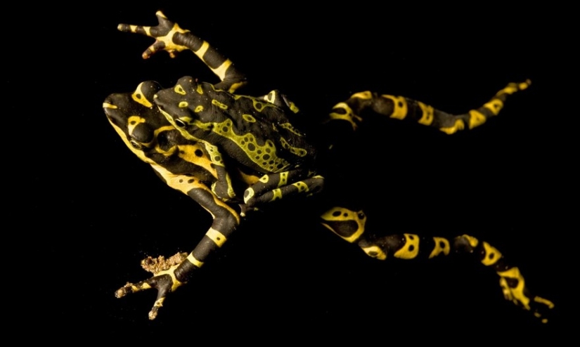 In search of the Lost Frog: The rarest species of amazing frogs in fantastic photos