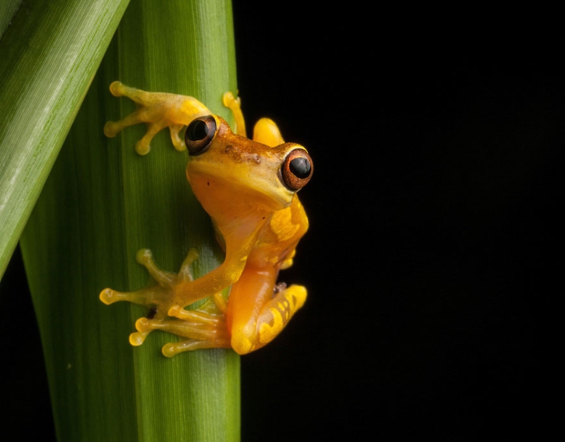 In search of the Lost Frog: The rarest species of amazing frogs in fantastic photos