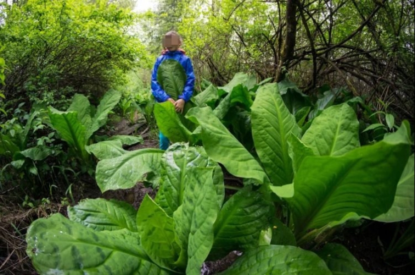 In the land of lilliputians: amazing photos of giant plants on Sakhalin