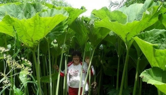 In the land of lilliputians: amazing photos of giant plants on Sakhalin