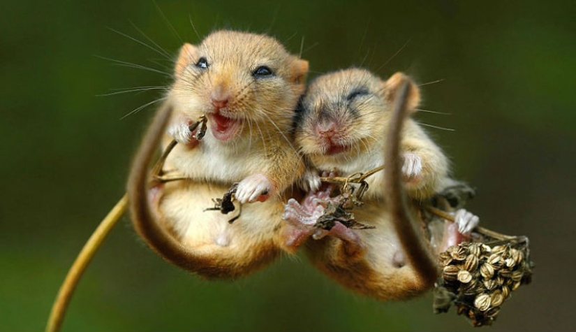 In the lens-baby mice