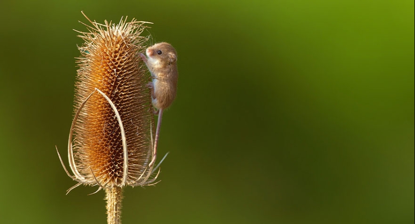 In the lens-baby mice