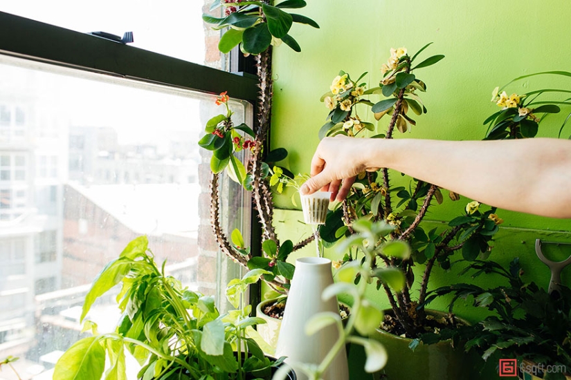 In the urban jungle: a model from New York grows more than 500 plants in an apartment