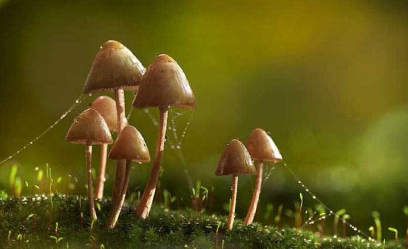 In the USA, they came up with the idea of treating alcoholism with hallucinogenic mushrooms