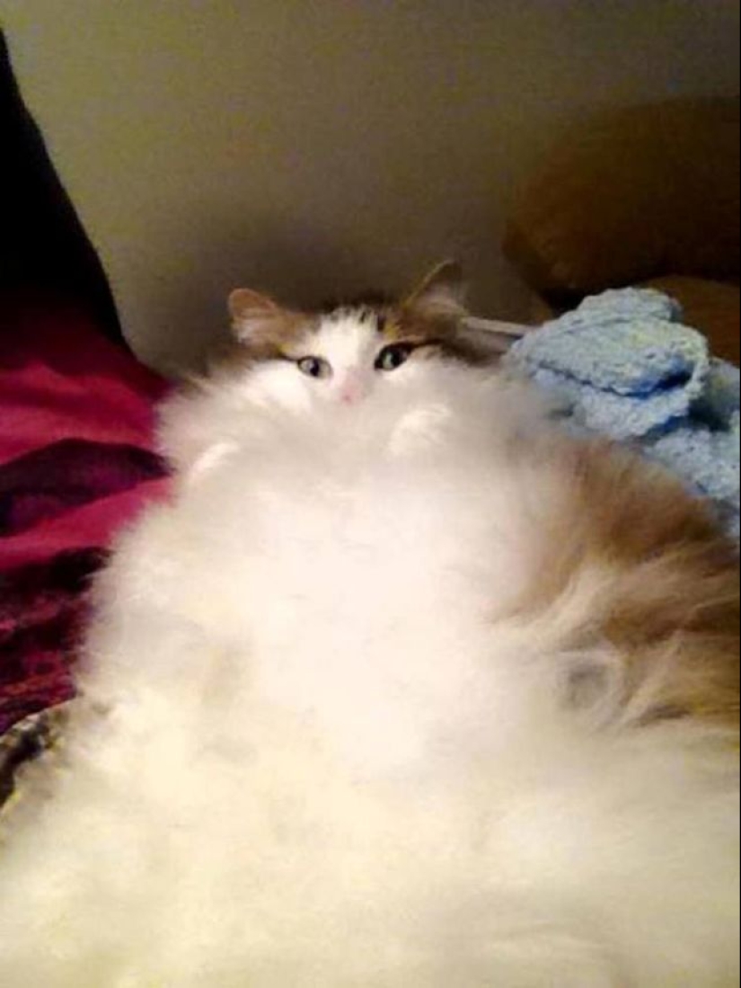 In this post, home to the most fluffy cats in the world