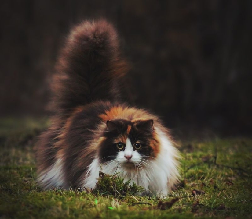 In this post, home to the most fluffy cats in the world