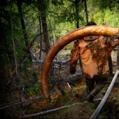 In Yakutia, a new "gold rush" — hunting for mammoth tusks