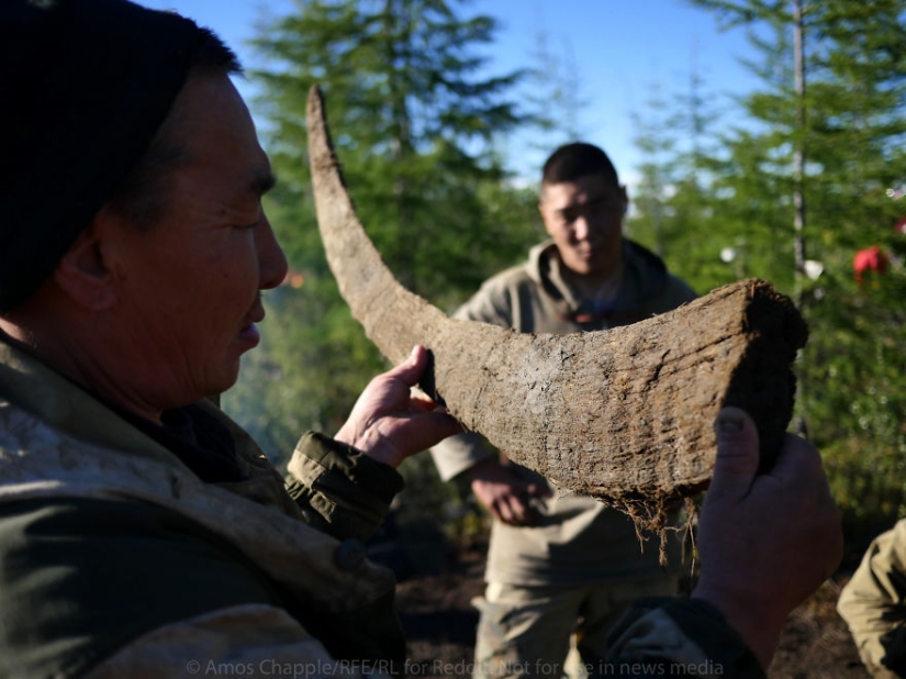 In Yakutia, a new "gold rush" — hunting for mammoth tusks
