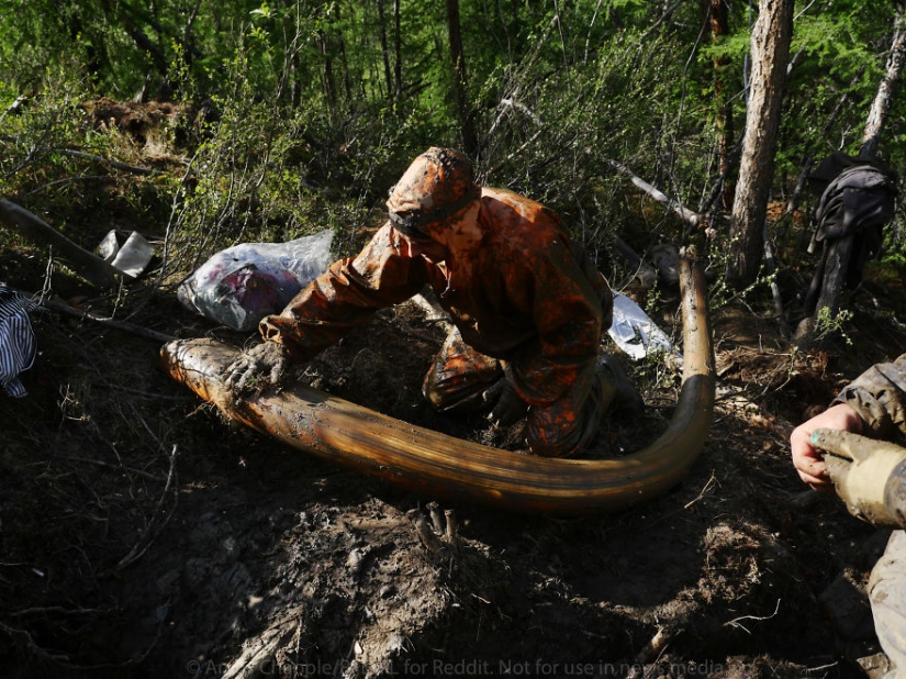 In Yakutia, a new "gold rush" — hunting for mammoth tusks