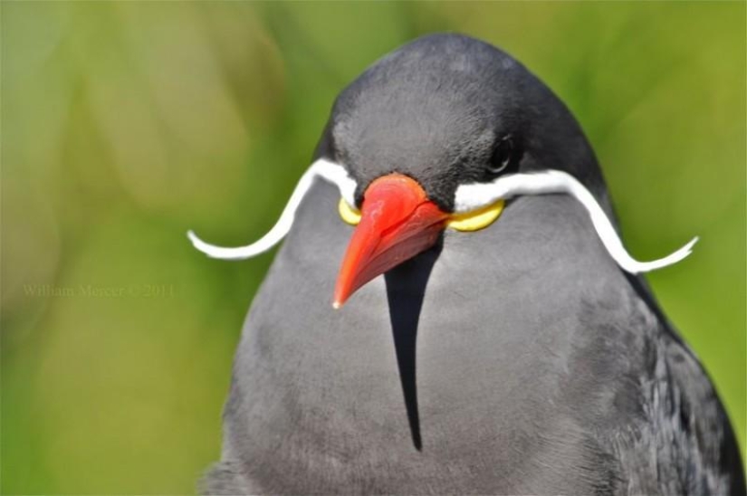 Inca tern - un pájaro con bigote