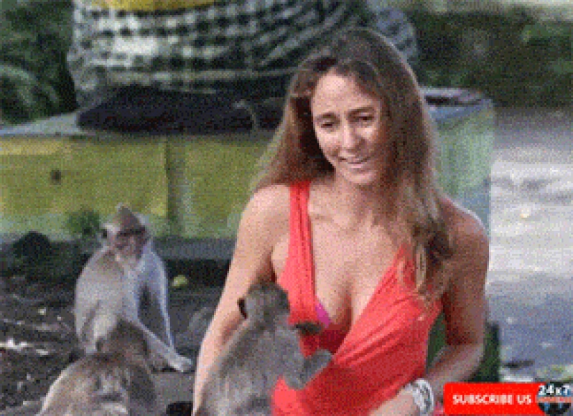 ¡Incluso los primates saben cómo comportarse con las chicas! 14 gifs para probarlo