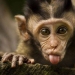 ¡Incluso los primates saben cómo comportarse con las chicas! 14 gifs para probarlo