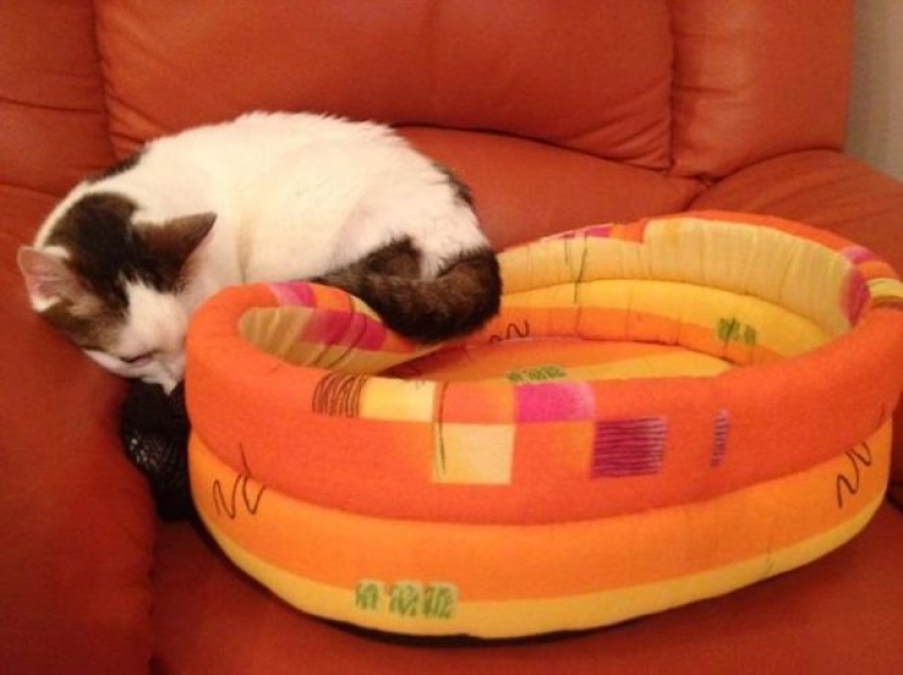 Incomprehensible cat logic: 30 photos that for sure you will laugh