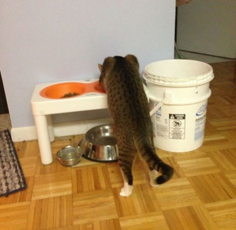 Incomprehensible cat logic: 30 photos that for sure you will laugh