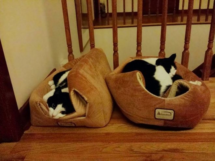 Incomprehensible cat logic: 30 photos that for sure you will laugh