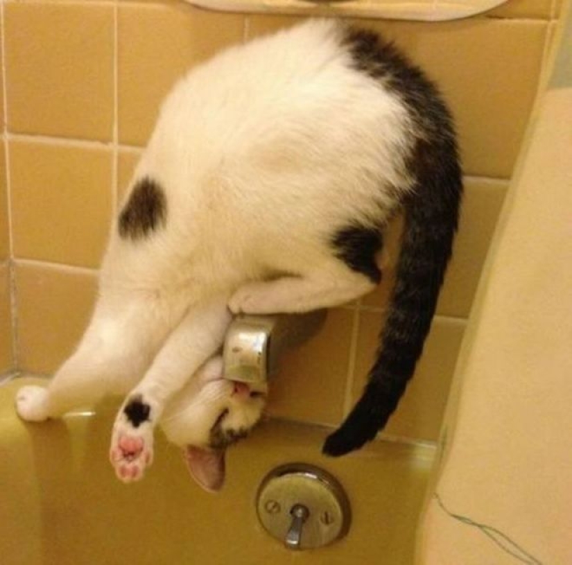 Incomprensible gato lógica: 30 fotos que seguro se van a reír