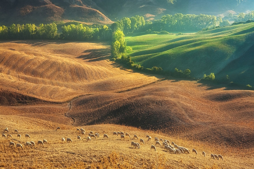Increíble caza de ovejas en la Toscana