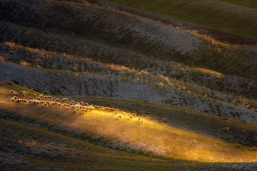 Increíble caza de ovejas en la Toscana