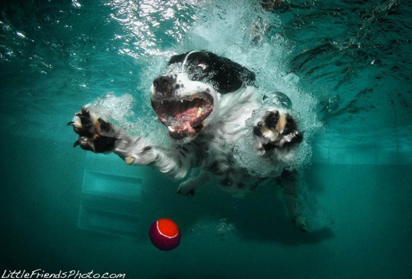 Increíble positivo: los perros atrapan una pelota bajo el agua