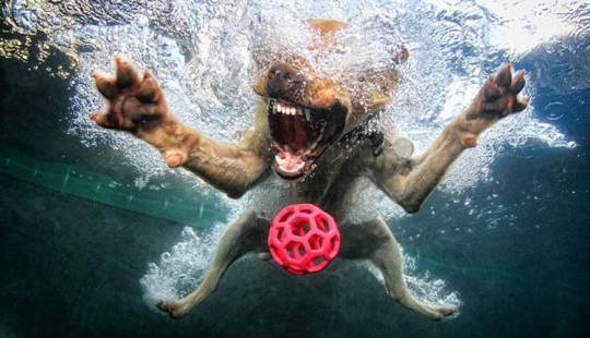 Increíble positivo: los perros atrapan una pelota bajo el agua