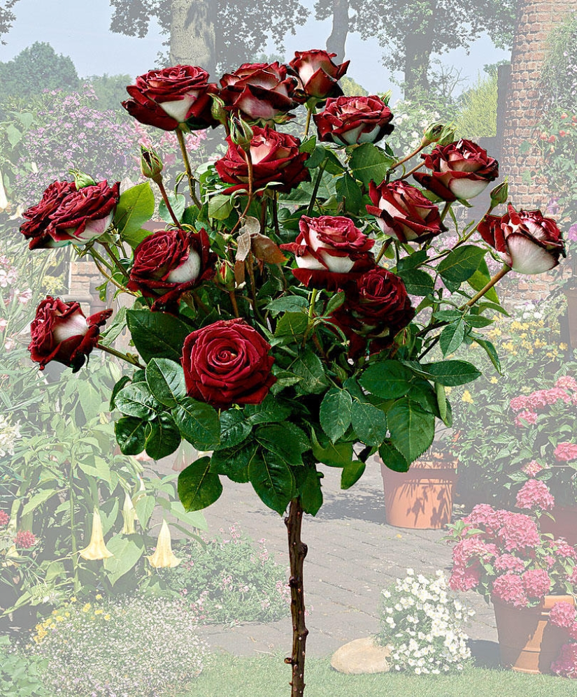 Increíblemente hermosa rosa de la variedad Osiria