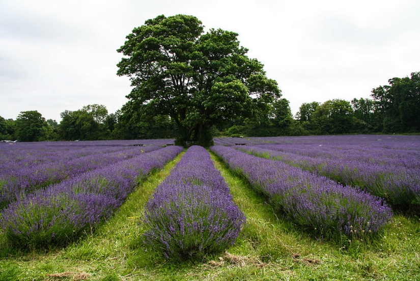 Increíbles campos de lavanda en todo el mundo