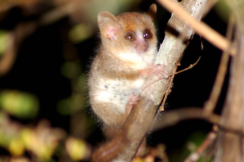 Increíbles criaturas de Madagascar