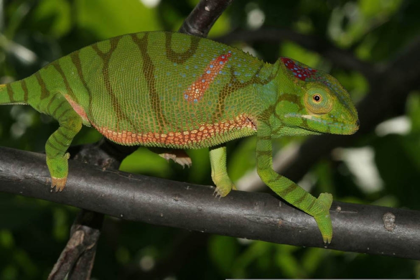 Increíbles criaturas de Madagascar
