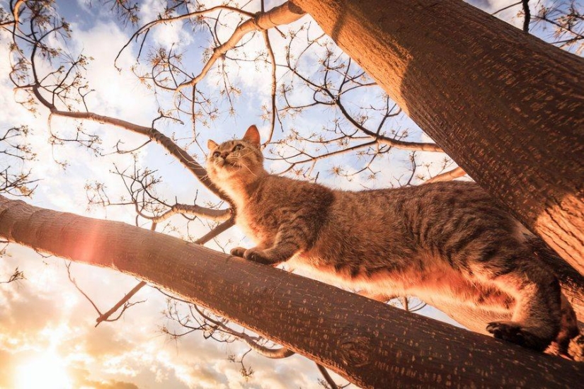 Increíbles gatos voladores