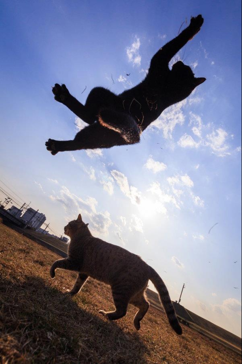 Increíbles gatos voladores