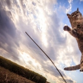Increíbles gatos voladores