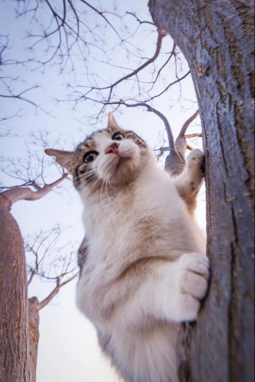 Increíbles gatos voladores