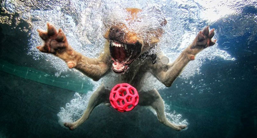 Incredible positive: dogs catch a ball underwater