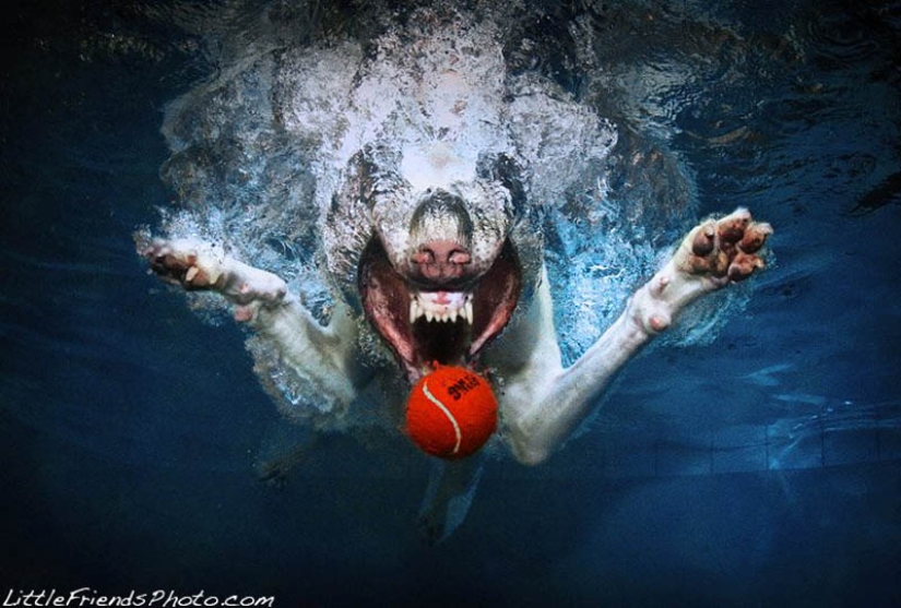 Incredible positive: dogs catch a ball underwater