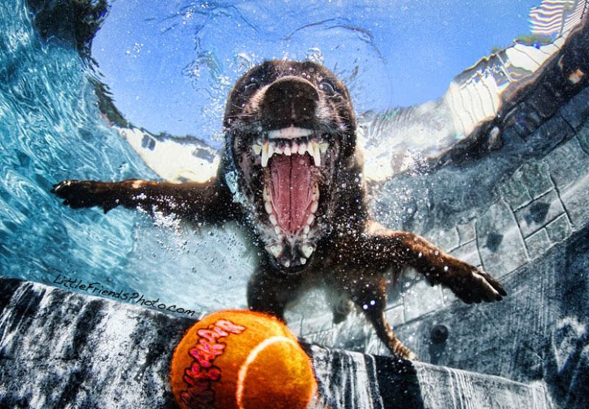 Incredible positive: dogs catch a ball underwater