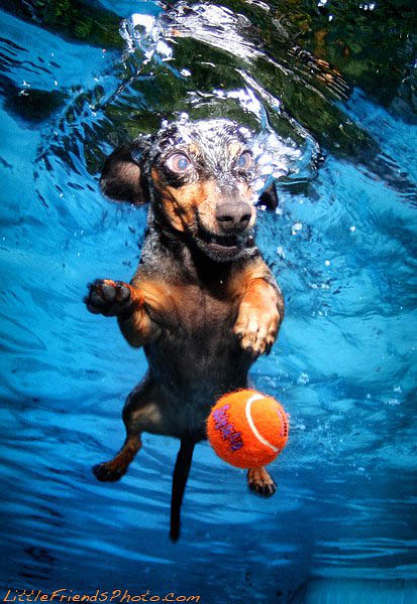 Incredible positive: dogs catch a ball underwater
