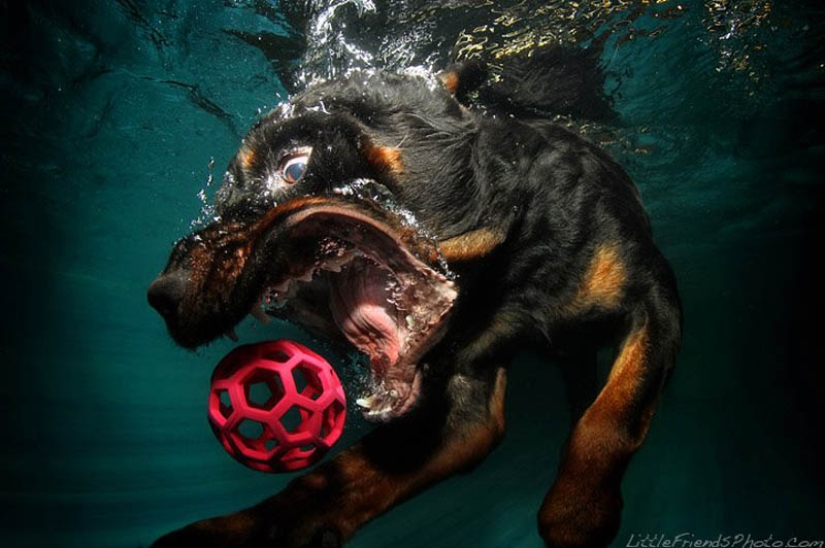 Incredible positive: dogs catch a ball underwater
