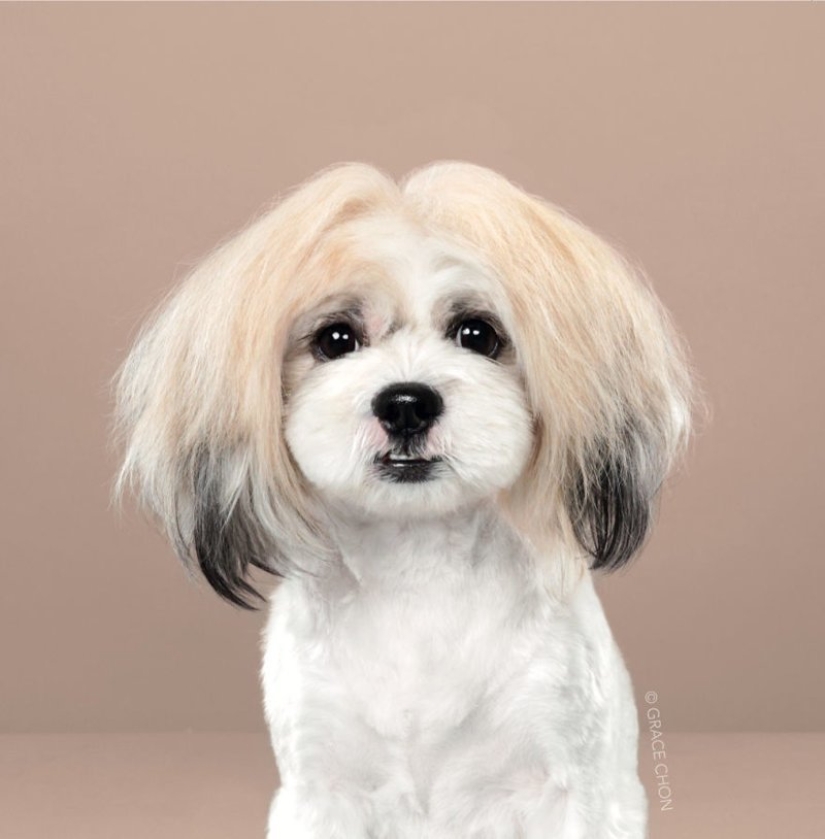 Incredible transformation: cute dogs before and after a Japanese haircut