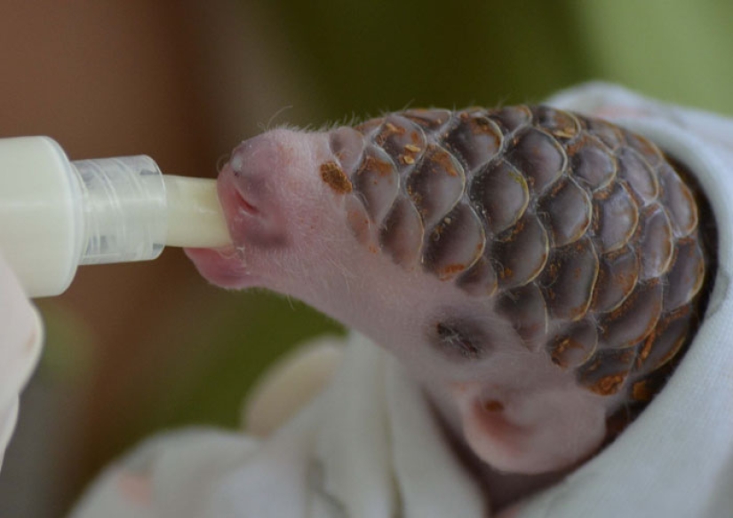 Incredibly cute baby pangolins that have been around for 80 million years