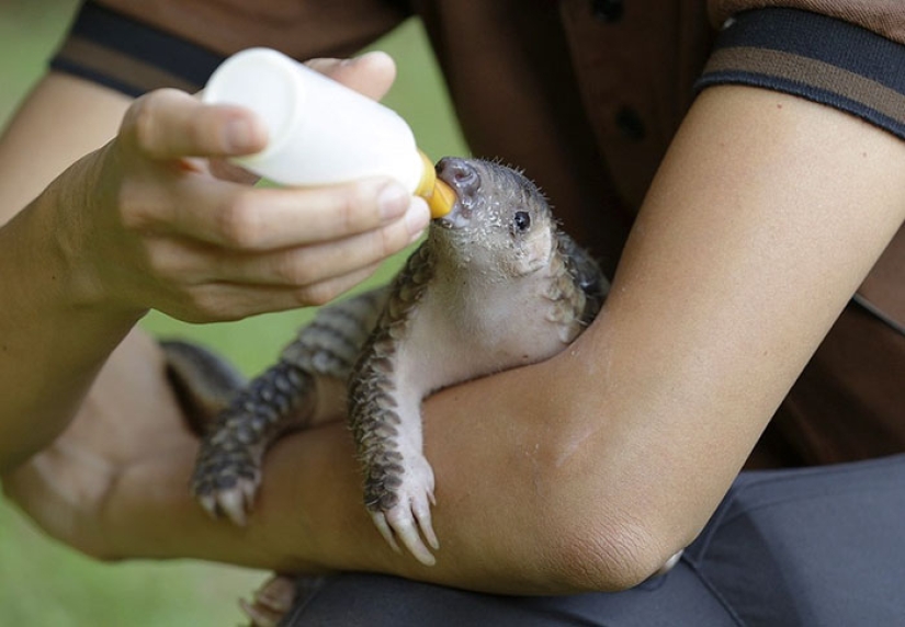 Incredibly cute baby pangolins that have been around for 80 million years