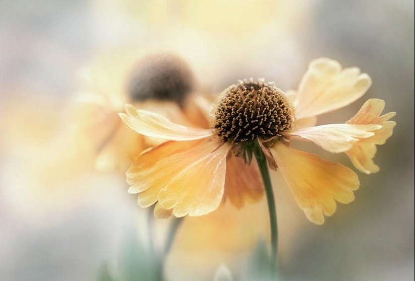 Incredibly delicate work by photographer Mandy Disher
