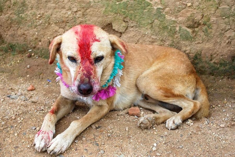 Indian girl marries dog to break curse