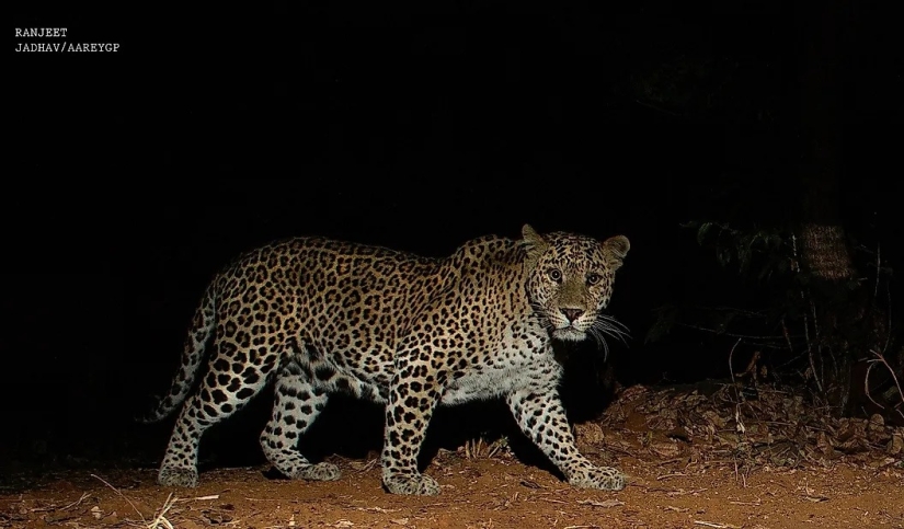 India's Leopard God, Waghoba, Aids Wildlife Conservation In The Country