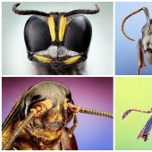 Insect portraits
