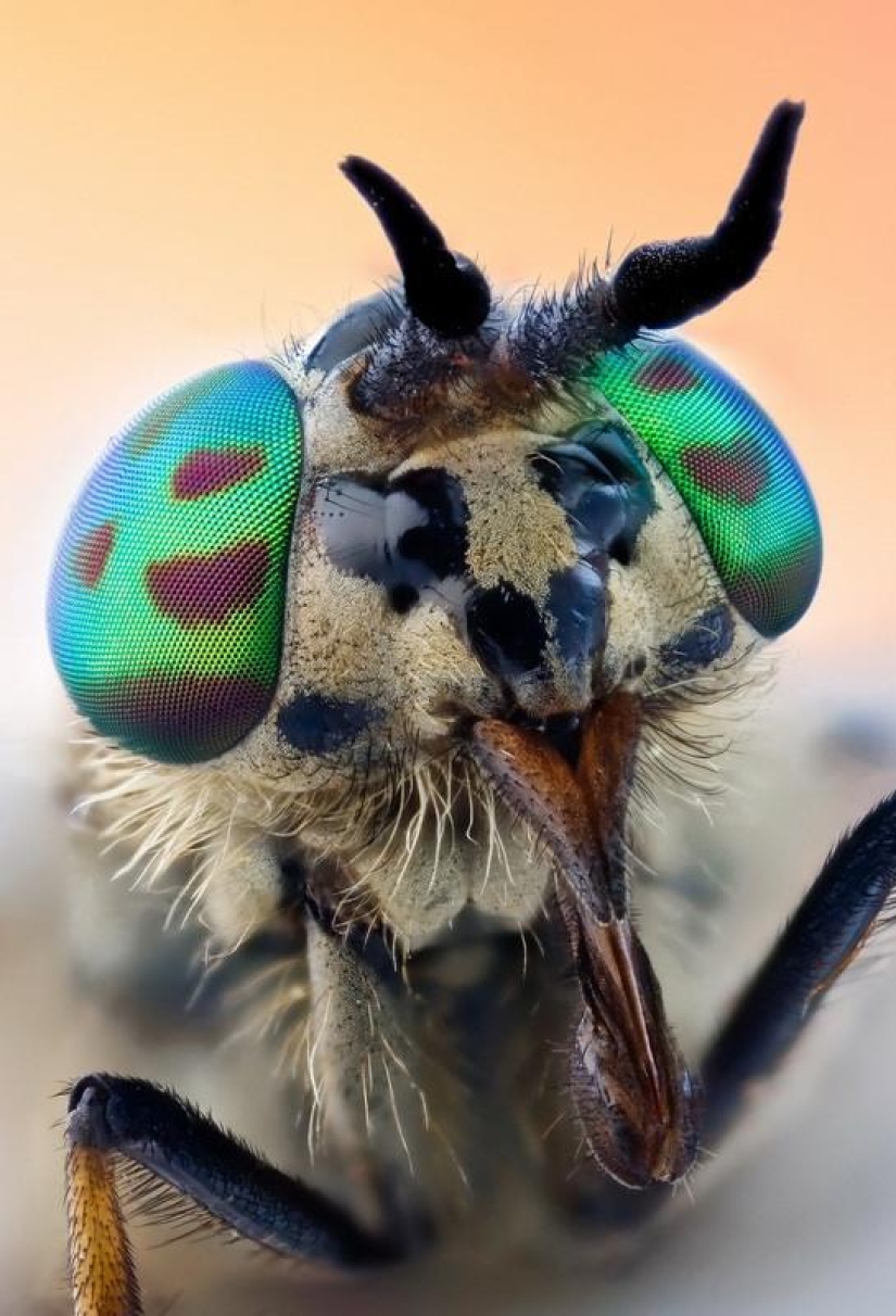 Insect portraits