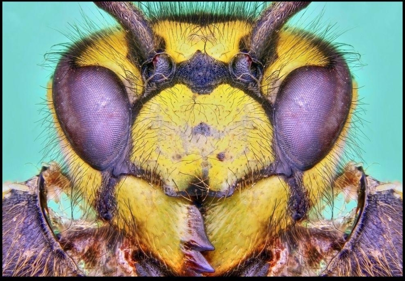 Insectos gigantes de Francis Pryor
